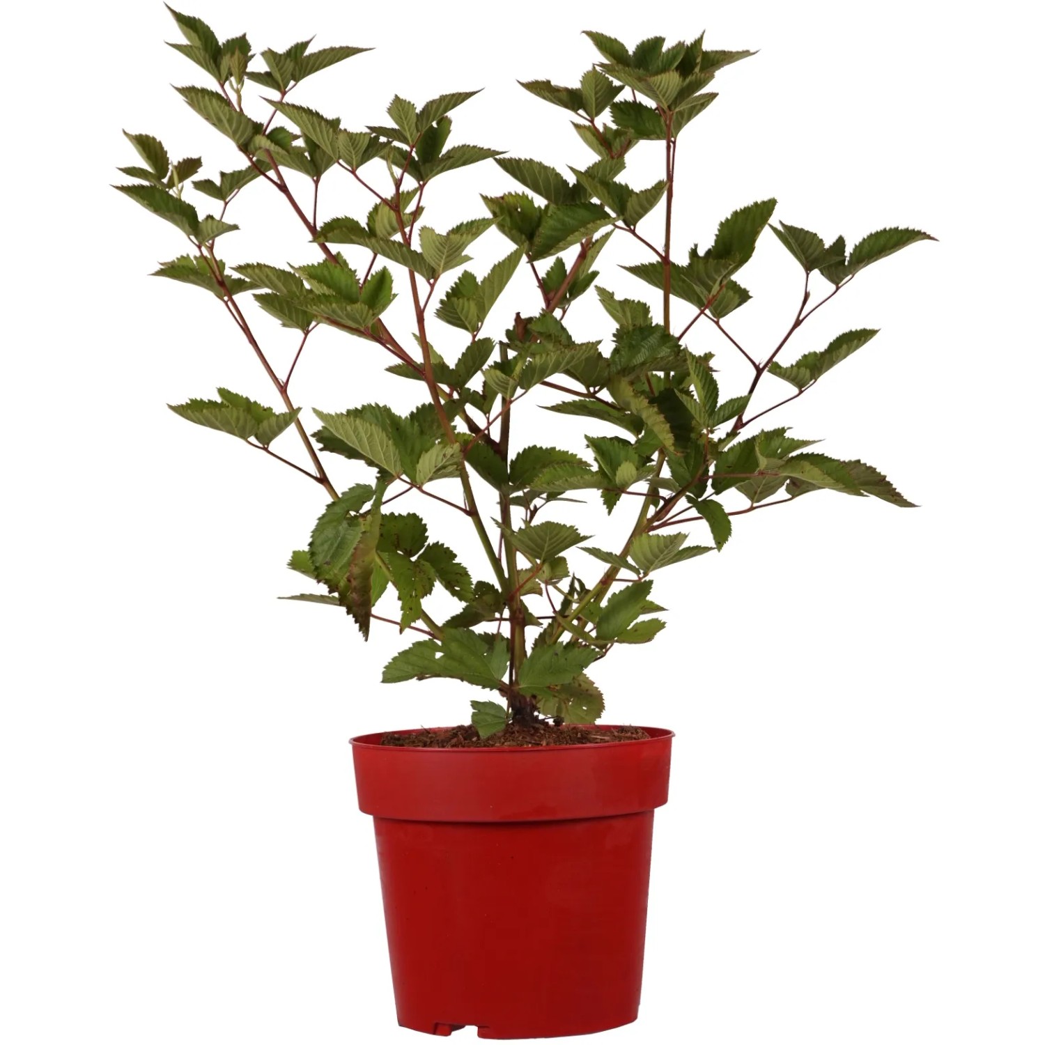 Brombeere "Navaho Arapaho" Höhe ca. 30 cm Topf ca. 3,4 l Rubus fruticosus