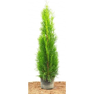 Grüne Thuja 'Smaragd' im Topf, 80-100 cm hoch, ideal als Heckenpflanze oder Solitär.
