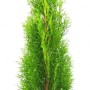 Grüne Thuja 'Smaragd' im Topf, 80-100 cm hoch, ideal als Heckenpflanze oder Solitär.