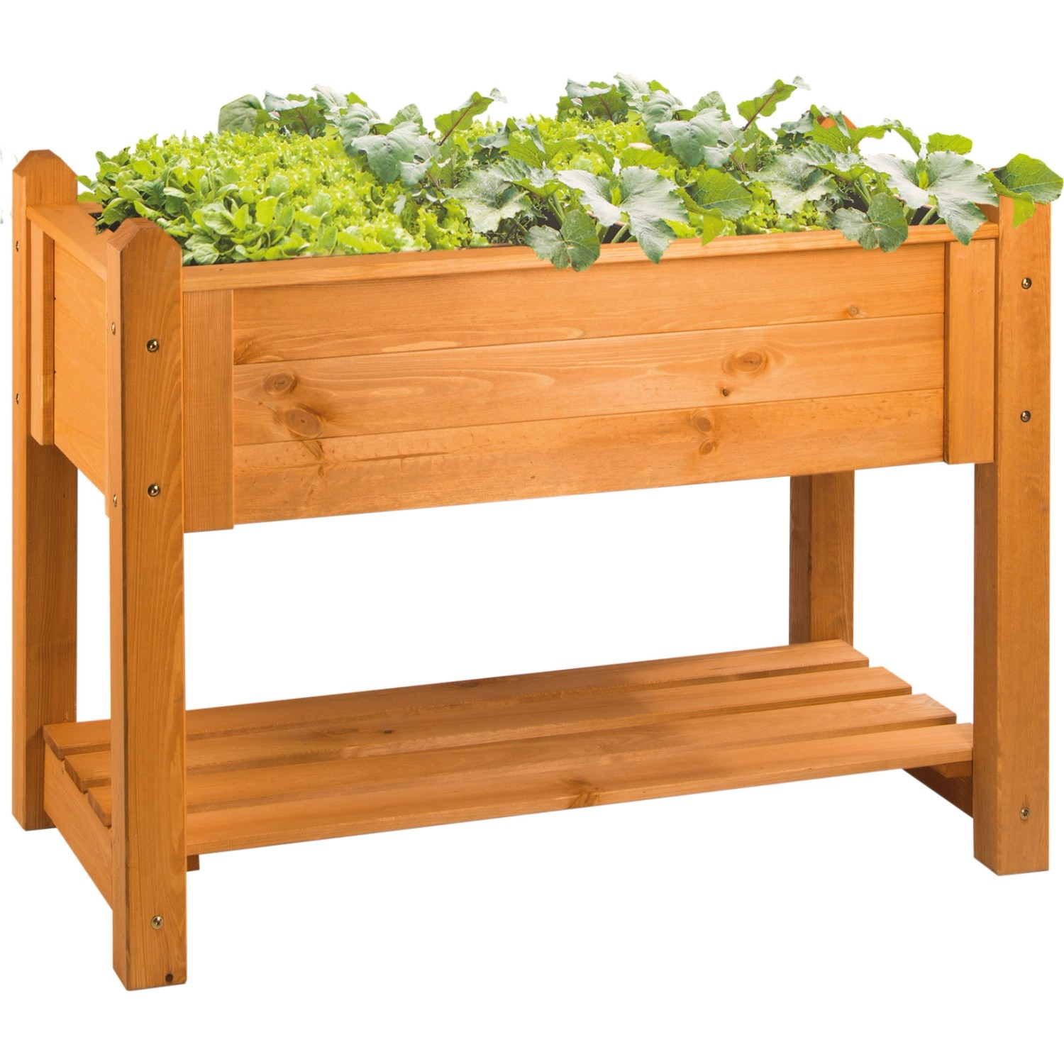 Wilk Hochbeet Premium, 113 cm, honigbraun, bepflanzt mit Salat. Holz-Hochbeet mit Ablage für Gartenutensilien.