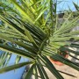 Sunny-Tree Palme Phoenix Canariensis 160 cm Kanarische Dattelpalme Palme für den Innen- und Außenbereich_6