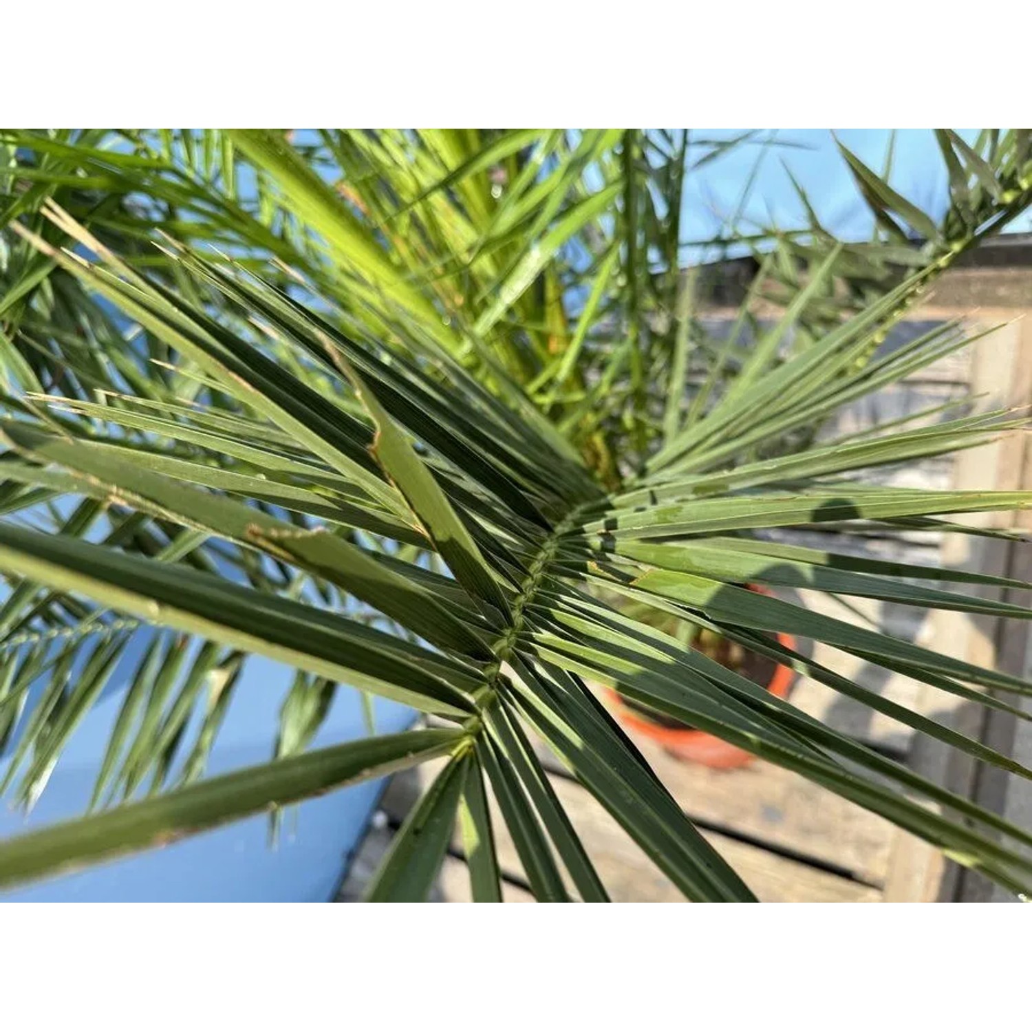 Sunny-Tree Palme Phoenix Canariensis 160 cm Kanarische Dattelpalme Palme für den Innen- und Außenbereich_6