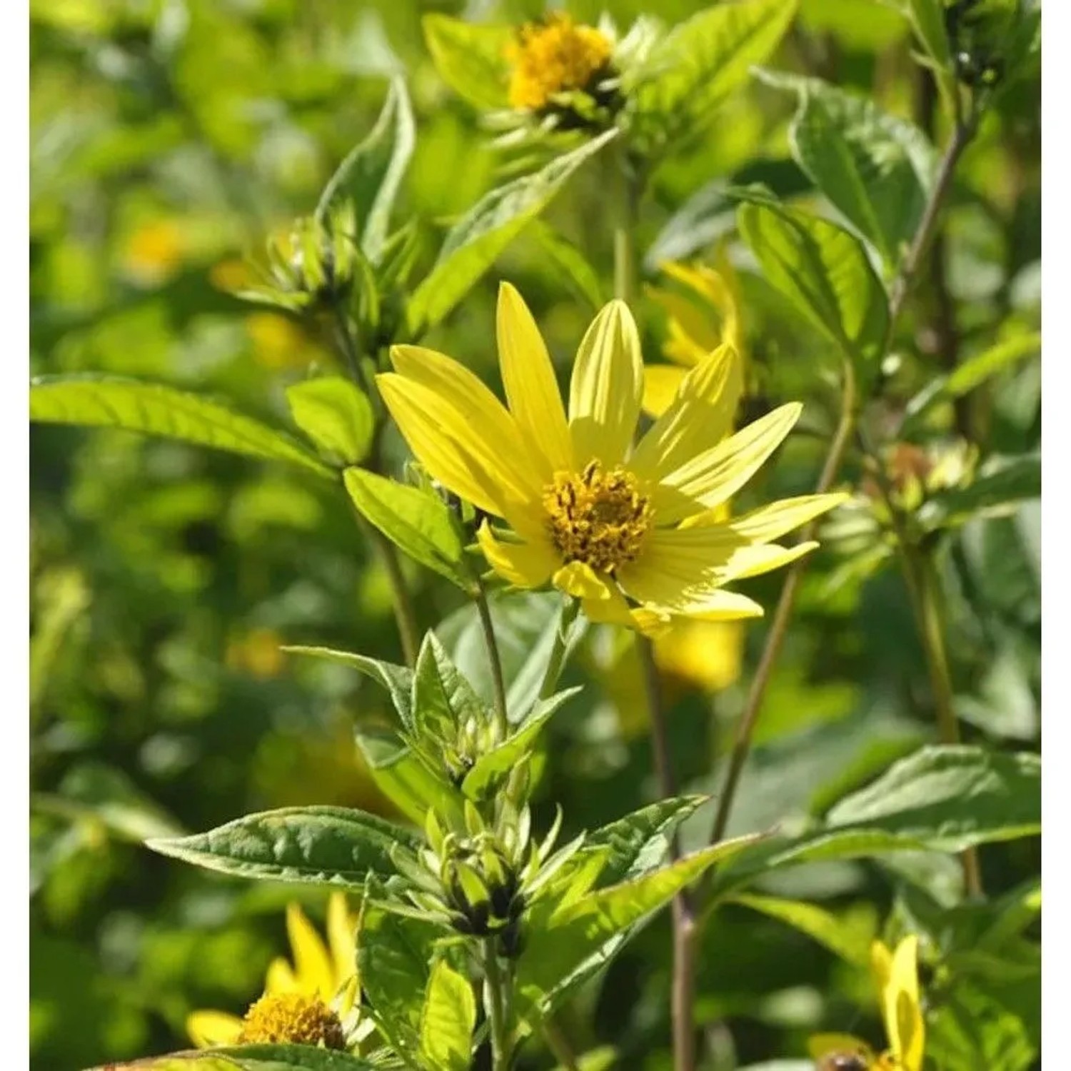 Gelbes Sonnenröschen - Helianthemum nummularium