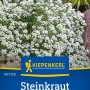 Kiepenkerl Steinkraut Schneeteppich Alyssum mit weißen Blüten im Garten.