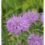 Nahaufnahme der lilafarbenen Blüte der Indianernessel 'Pummel' (Monarda fistulosa), eine Staude.