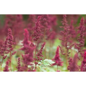 Foto einer Astilbe 'Fanal' Prachtspiere mit tiefroten Blütenständen im Garten.