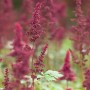 Foto einer Astilbe 'Fanal' Prachtspiere mit tiefroten Blütenständen im Garten.
