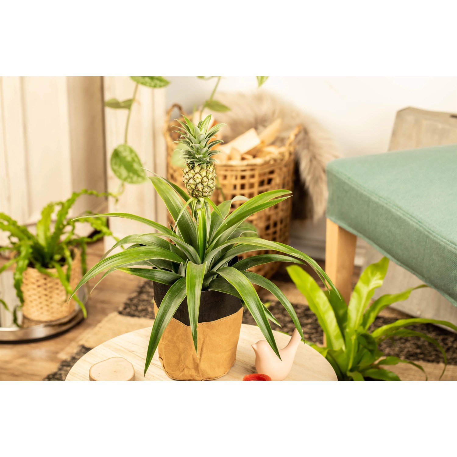 Zierananas 'Mi Amigo' im Topf, ca. 35 cm hoch, mit kleiner Ananasfrucht und grünen Blättern.