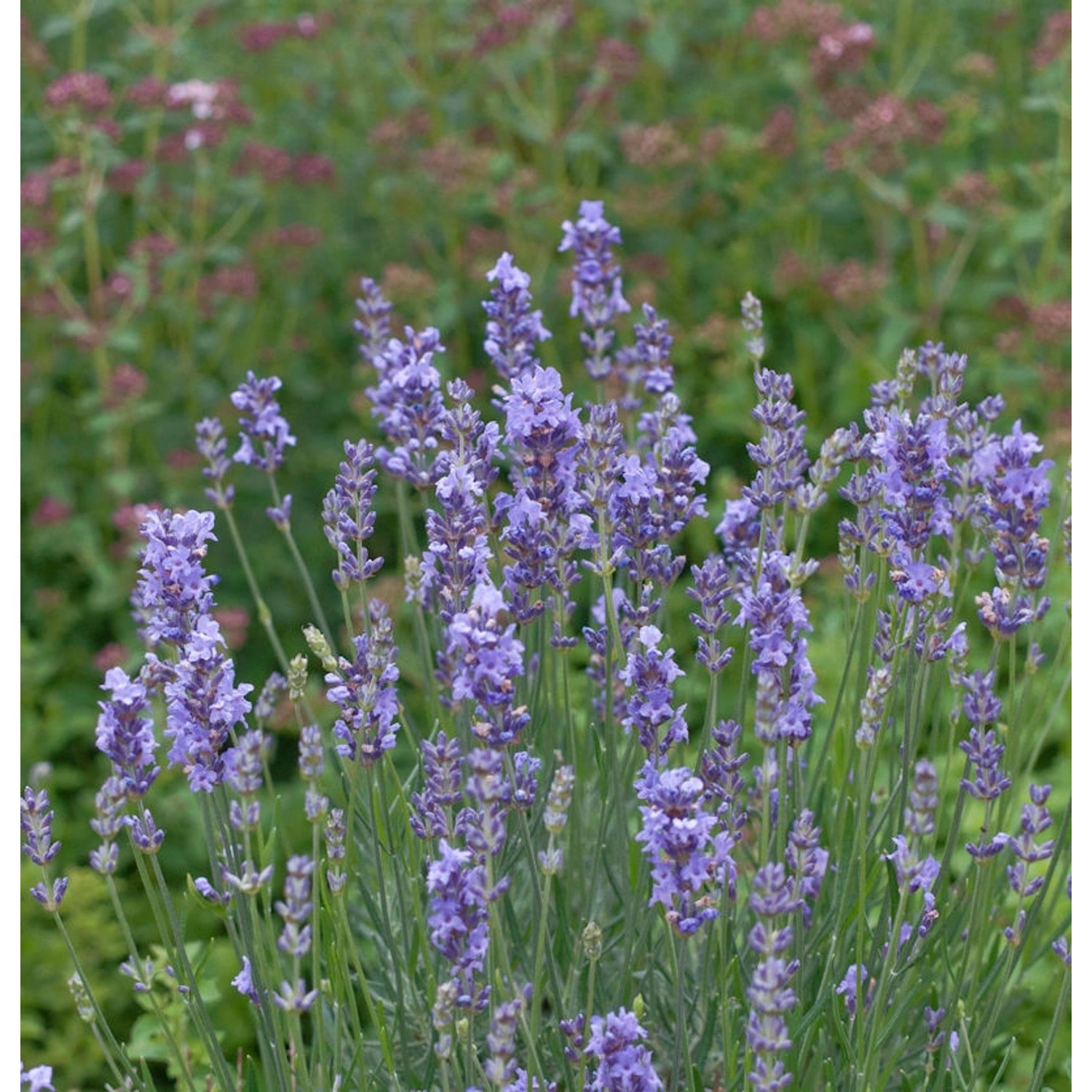 Echter Lavendel Phenomenal - Lavandula angustifolia günstig online kaufen