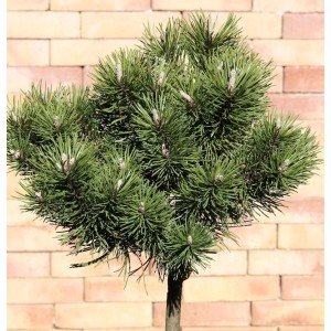Kugelkiefer 'Mops' als Hochstamm, ca. 40-60 cm hoch, mit dichten, grünen Nadeln.