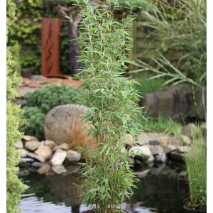Säulen Bambus Maasai (Fargesia murielae) im Garten mit Teich und Steinen.