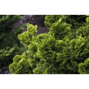 Goldgelbe Hinoki-Scheinzypresse Chamaecyparis Obtusa Nana Aurea, 100–125 cm hoch.