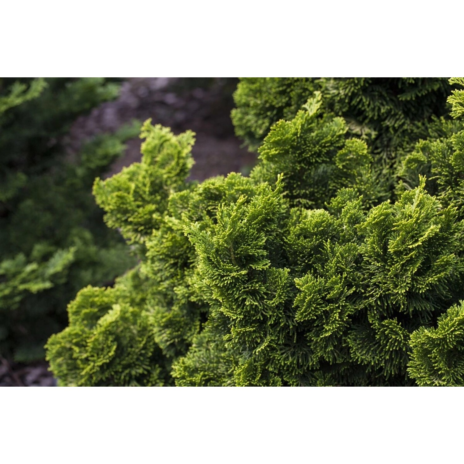 Chamaecyparis Obtusa Nana Aurea Hinoki-Scheinzypresse Goldgelb 100–125 cm günstig online kaufen