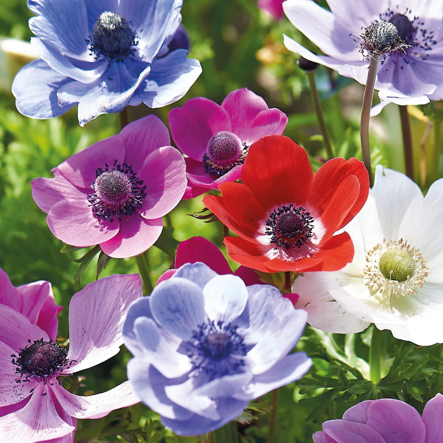 Farbenfrohe Anemonen De Caen Mischung, ca. 25 cm hoch, für Beet und Garten.