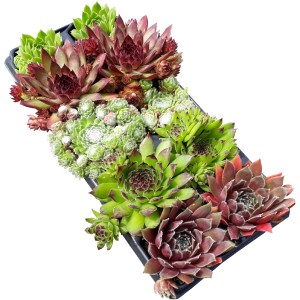 OBI Hauswurz 10er-Pack: Verschiedenfarbige, winterharte Sempervivum-Rosetten in einer Anzuchtplatte.