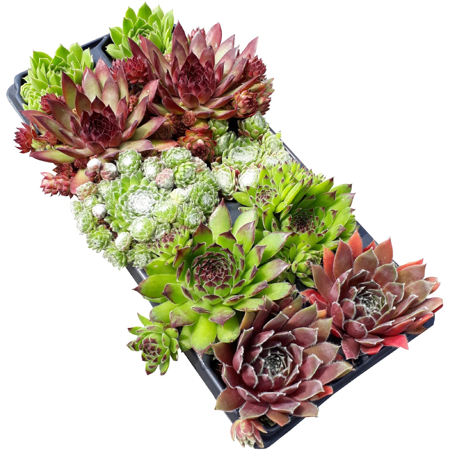 OBI Hauswurz 10-er Pack Sempervivum