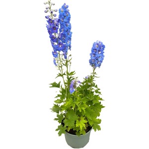 Blauer Rittersporn (Delphinium elatum) im Topf, eine winterharte Gartenstaude.