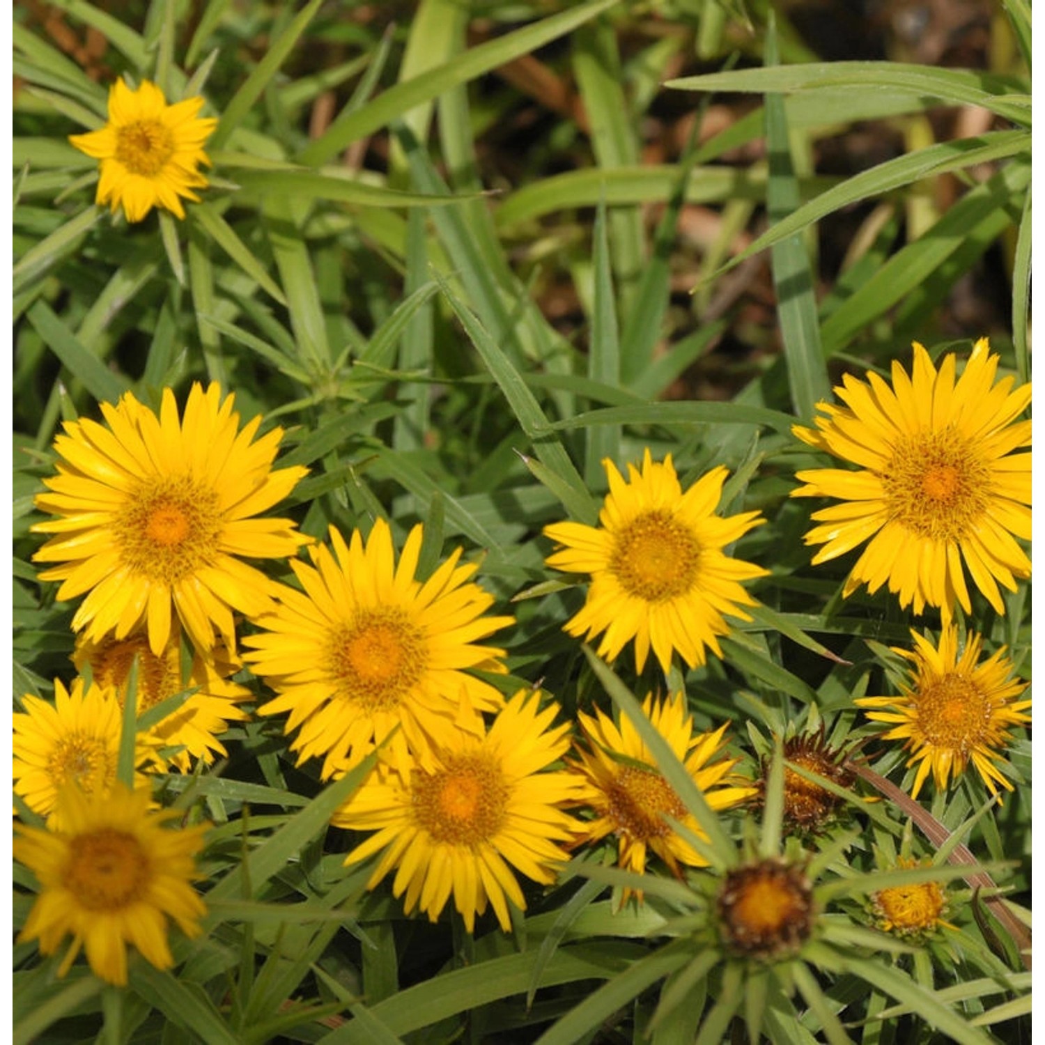 Zwergalant Compacta - Inula enisfolia günstig online kaufen