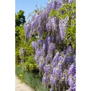 Blühender Japanischer Blauregen 'Macrobotrys' mit langen, violetten Blütentrauben an einer Wand.