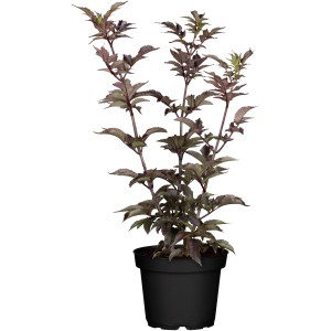 Rotlaubiger Säulenholunder 'Black Tower' im Topf, ca. 40 cm hoch.