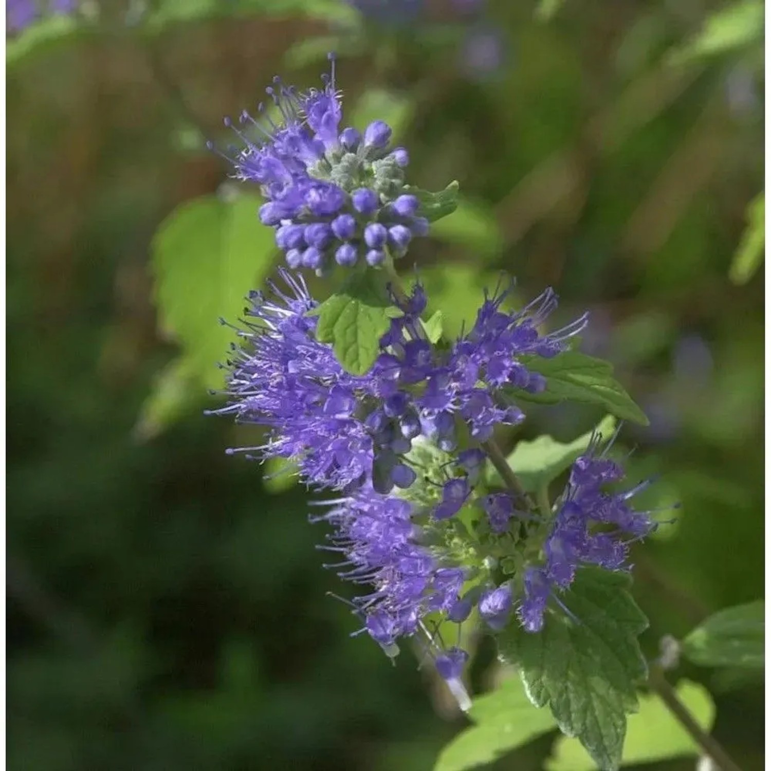 Bartblume Blue Cloud 40-60cm - Caryopteris clandonensis