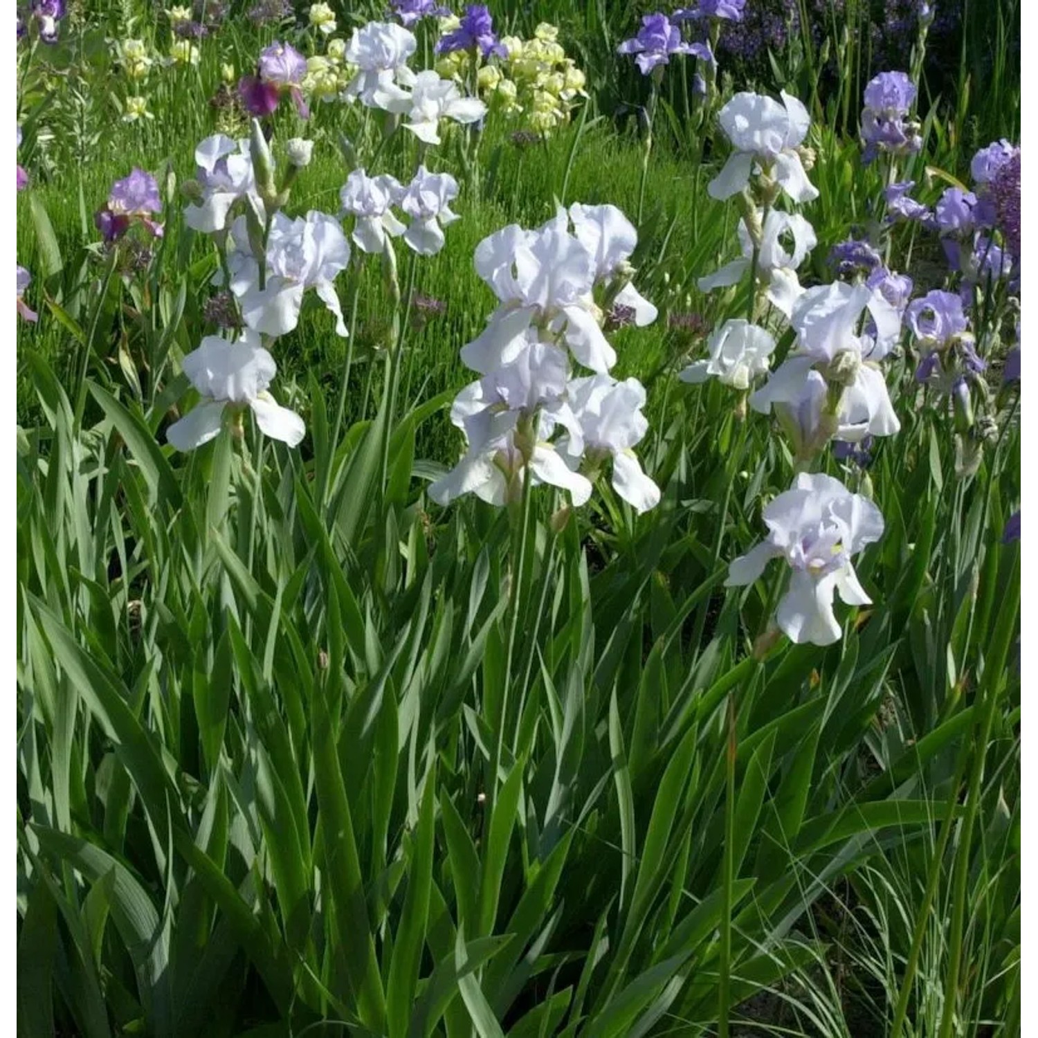 Schwertlilie Springtime Madonna - Iris barbata