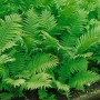 Goldschuppenfarn (Dryopteris affinis) im 2L Container, grüne Stauden für halbschattige Standorte.