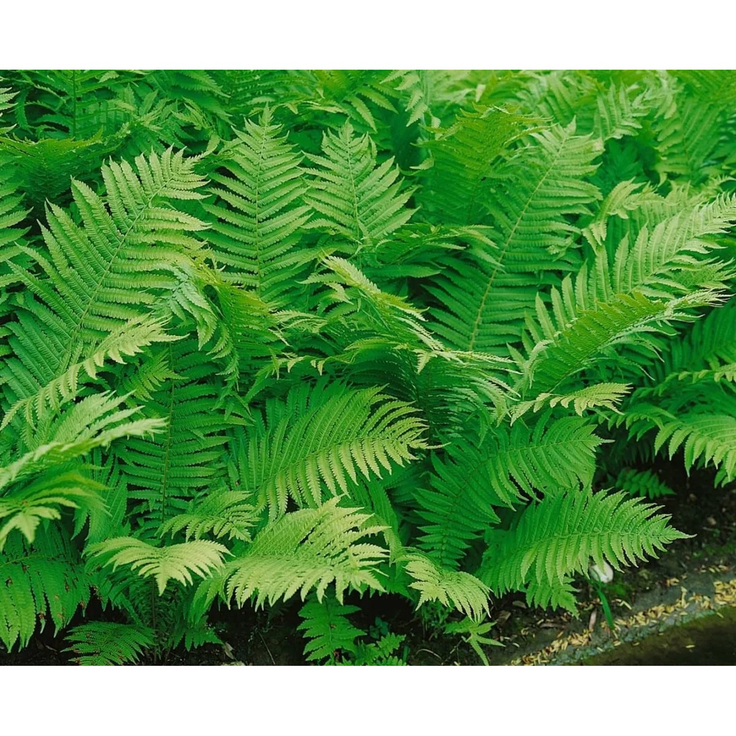 Goldschuppenfarn (Dryopteris affinis) im 2L Container, grüne Stauden für halbschattige Standorte.
