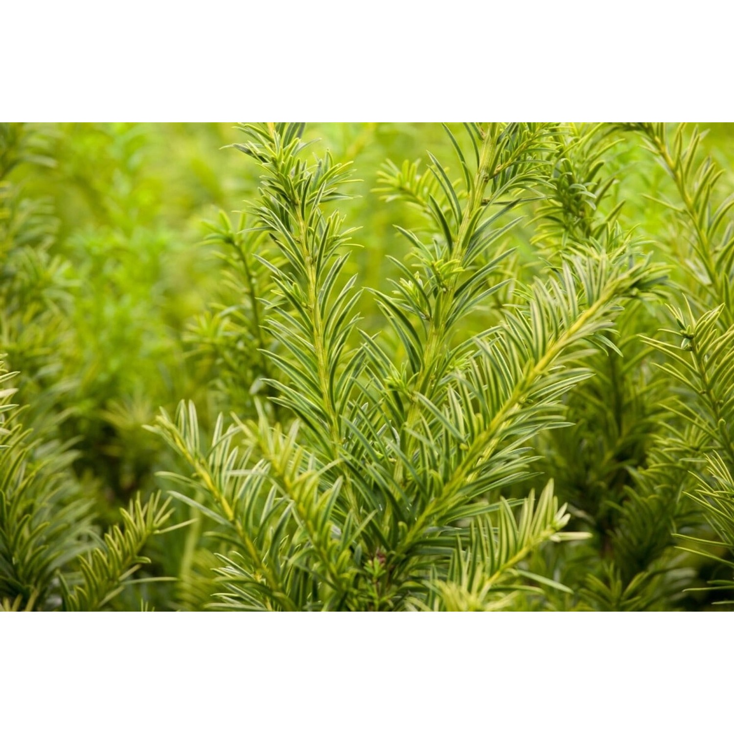 Taxus baccata 'Semperaurea' 20-25 cm günstig online kaufen