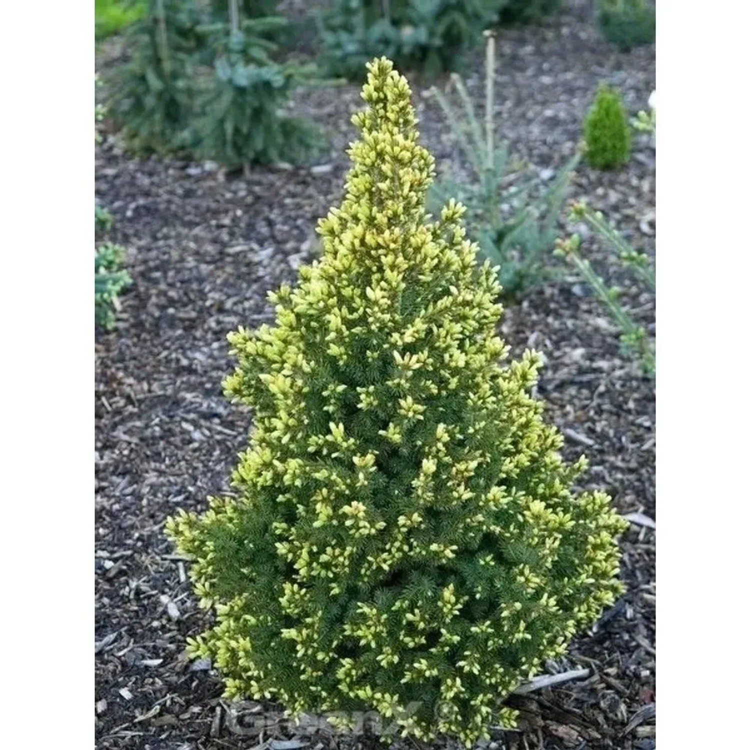 Zuckerhut Fichte Perfecta 20-30cm - Picea glauca