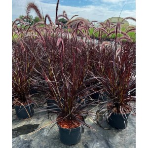 Pennisetum Lampenputzergras 'Rubrum' im Topf, rote Blütenstände, Ziergras für Garten und Kübel.