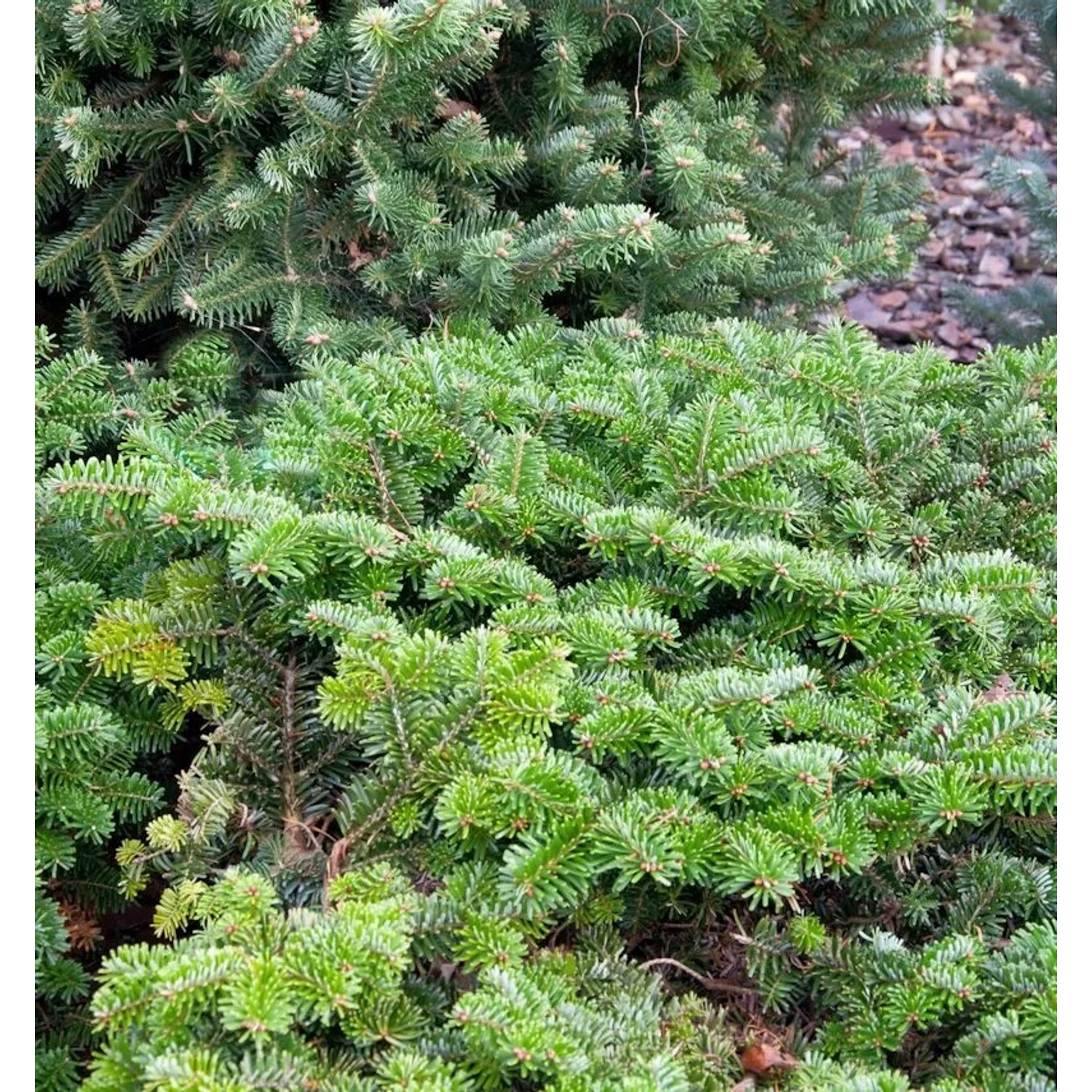 Zwerg Nordmanntanne Dobrichovice 50-60cm - Abies nordmanniana