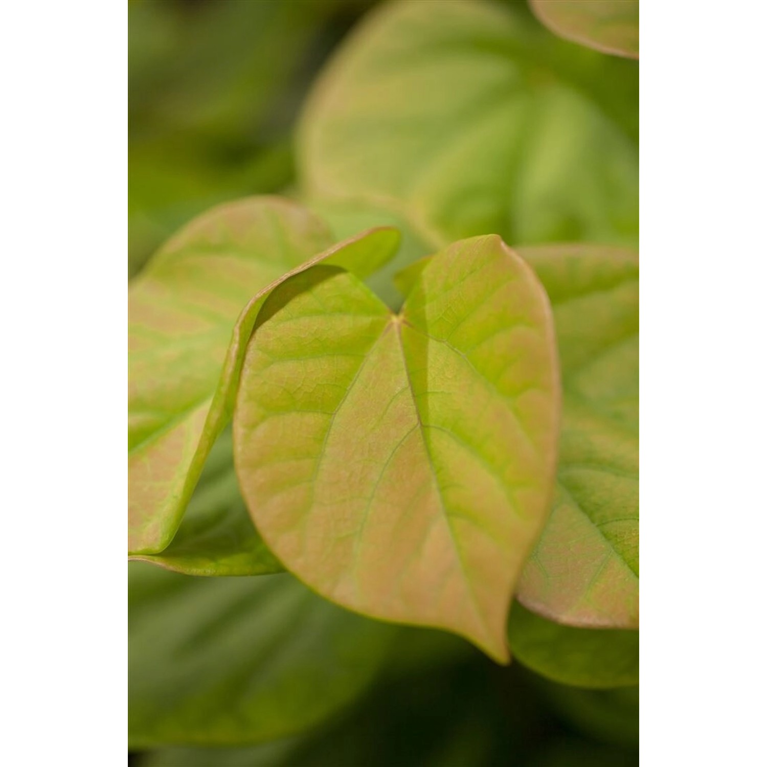 Cercis Chinensis Judasbaum 40-60 cm günstig online kaufen