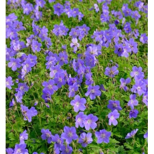 Blühender Wiesenstorchschnabel 'Johnsons Blue' mit blau-violetten Blüten.