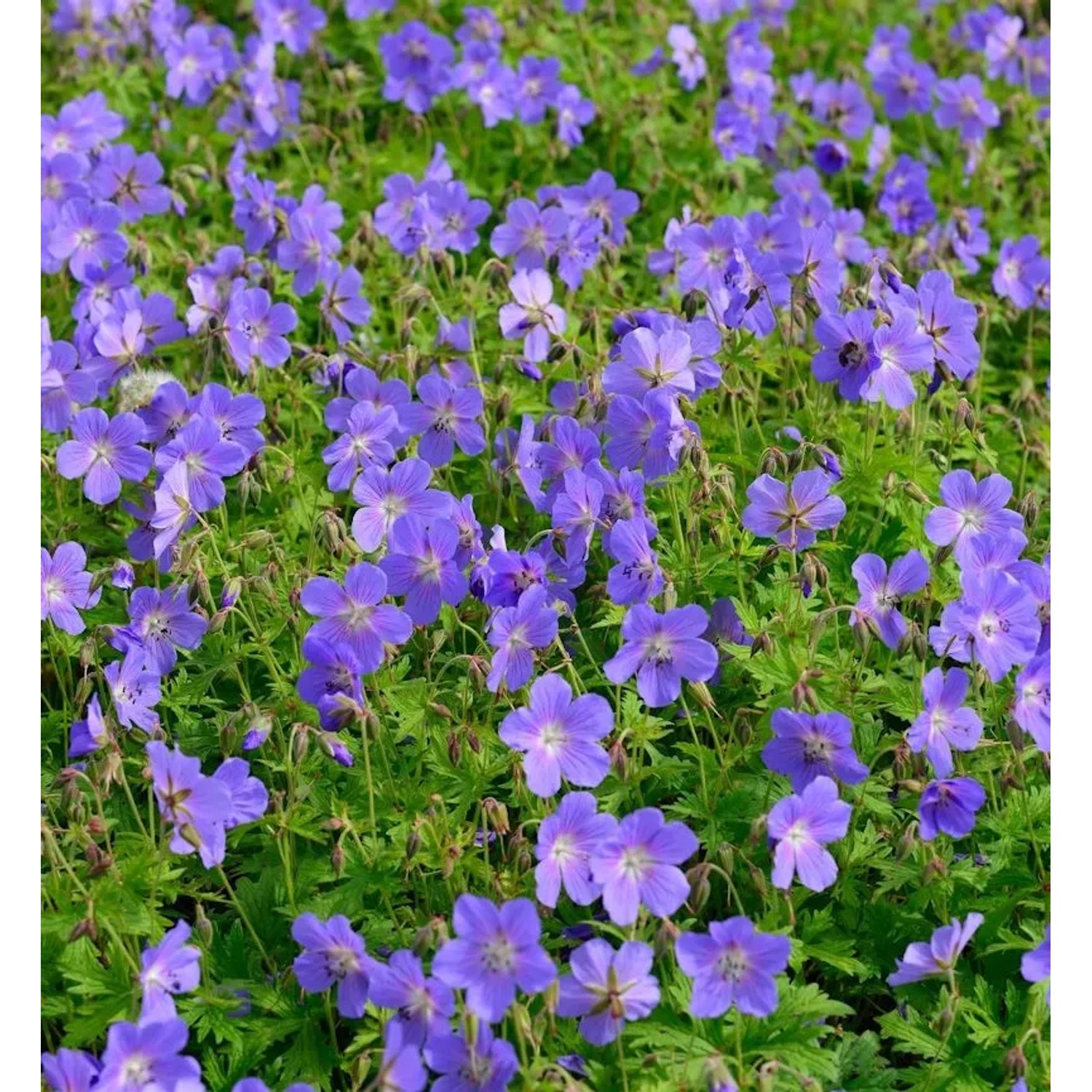 Wiesenstorchschnabel Johnsons Blue - Geranium pratense