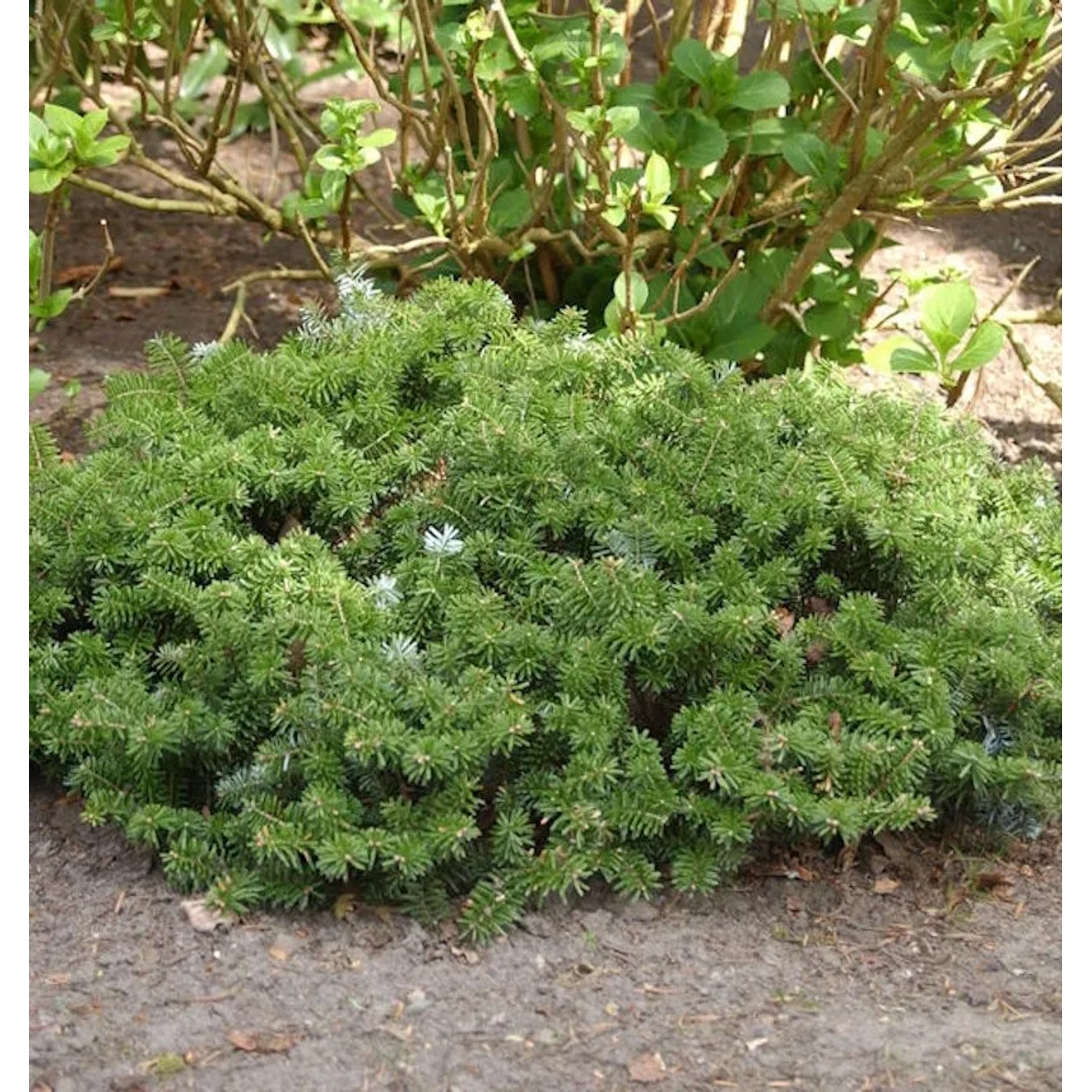 Zwerg Koreatanne 15-20cm - Abies koreana