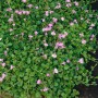 Blühender Mazus Reptans Bodendecker mit zarten, lila Blüten und grünen Blättern im 9x9 cm Topf.