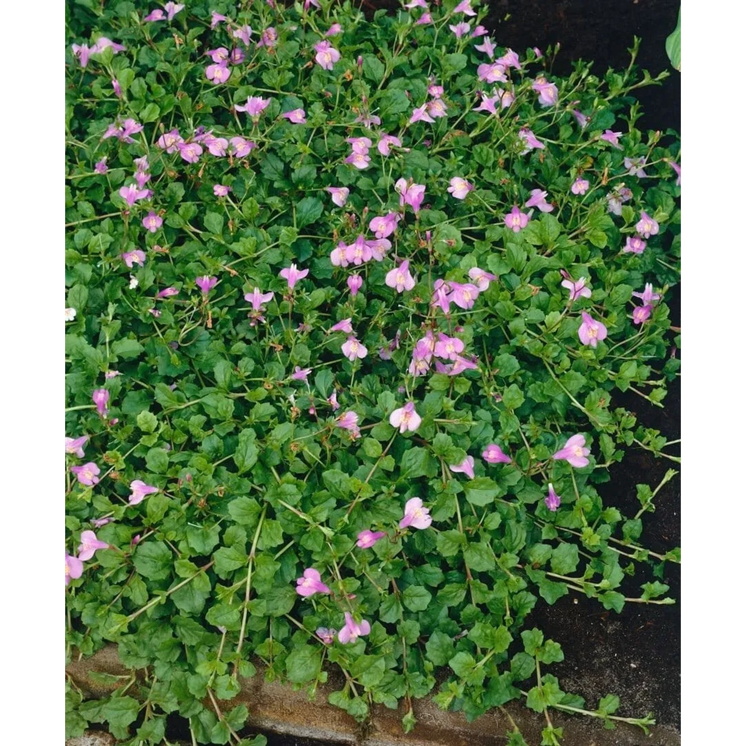 Blühender Mazus Reptans Bodendecker mit zarten, lila Blüten und grünen Blättern im 9x9 cm Topf.