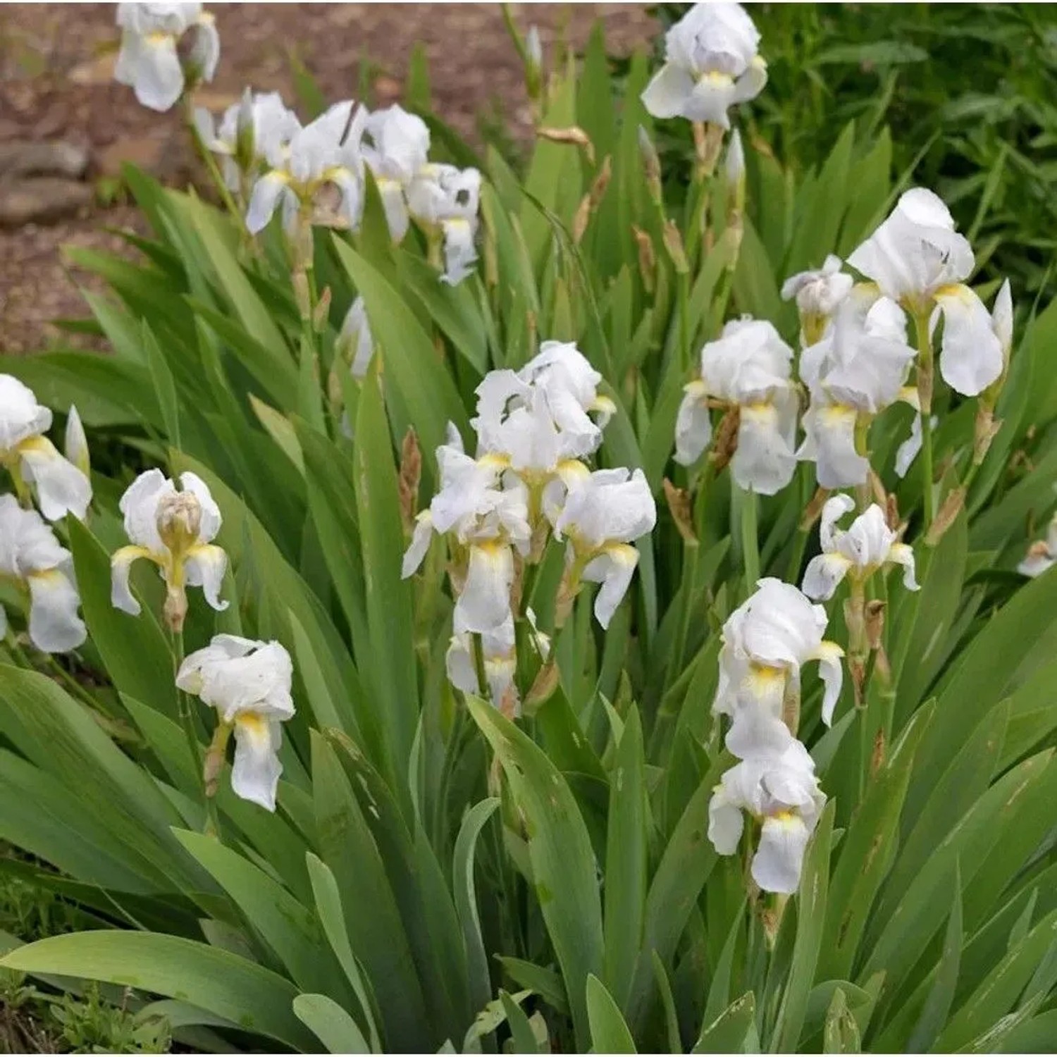 Florentiner Schwertlilie (Iris germanica) mit weißen Blüten und grünen Blättern.
