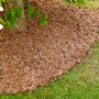 Floragard Kakaoschalen als Mulch um einen Baum im Garten. Natürlicher Unkrautschutz und Bodenverbesserung.