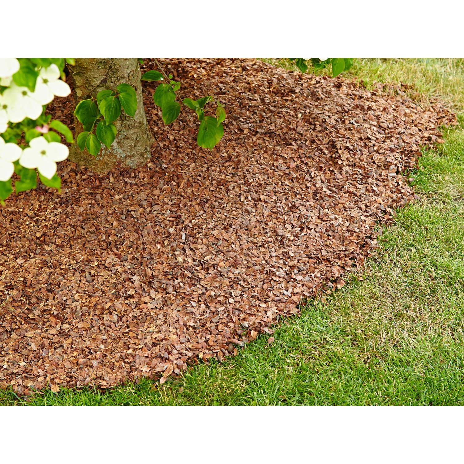 Floragard Kakaoschalen als Mulch um einen Baum im Garten. Natürlicher Unkrautschutz und Bodenverbesserung.