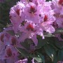 Violette OBI Rhododendron-Hybride Rasputin mit dunklem Laub und auffälligen Blüten.