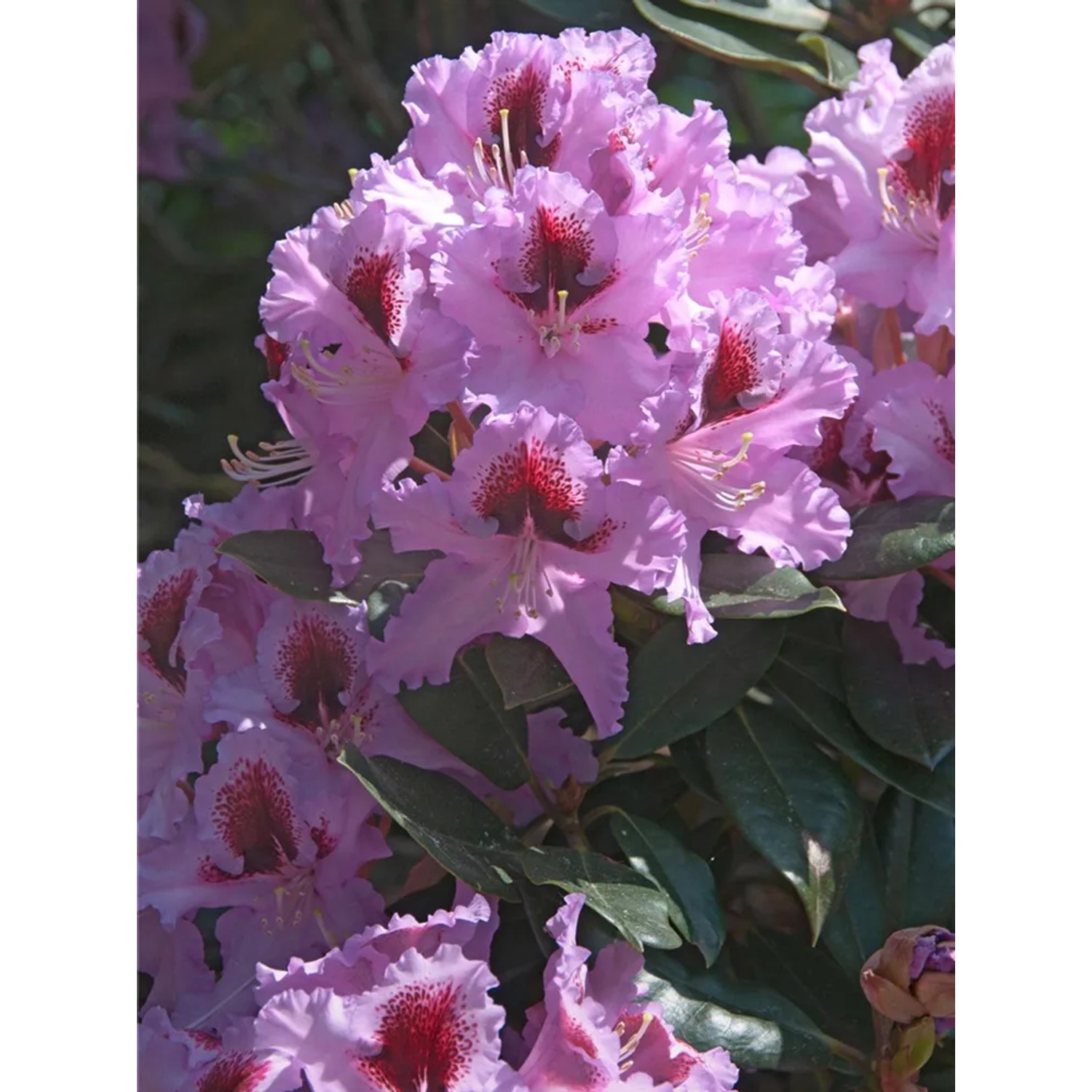 GROW by OBI Rhododendron-Hybride "Rasputin" Violett 20-30 cm 5 l kaufen bei  OBI