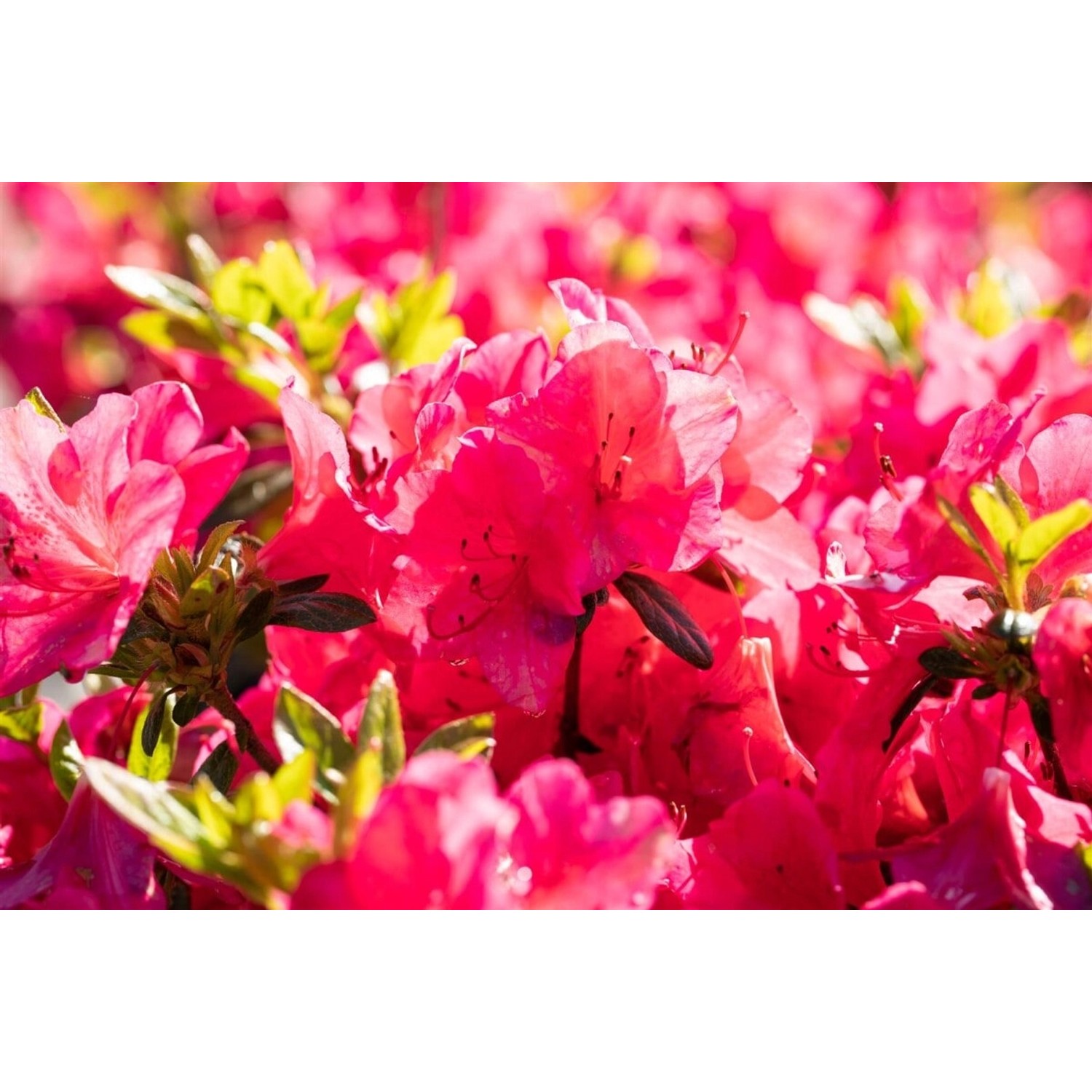 Rhododendron Obt. Little Red Leuchtend Rot 40–50 cm günstig online kaufen