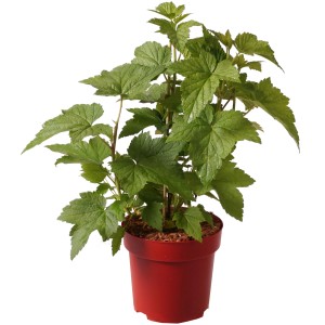 Schwarze Johannisbeere "Backbells" Höhe ca. 30 cm Topf ca. 3,4 l Ribes nigrum