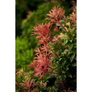 Detailaufnahme der Pieris Japonica 'Mountain Fire' mit roten Blättern und grünen Blättern.