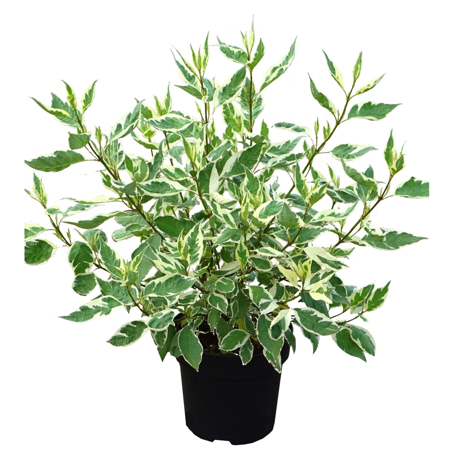 Weißbunter Hartriegel Ivory Halo Höhe ca. 50-60 cm Topf ca. 4,5 l Cornus al günstig online kaufen