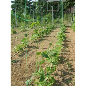Grünes Ranknetz 10x2m im Einsatz mit wachsenden Pflanzen im Gartenbeet.