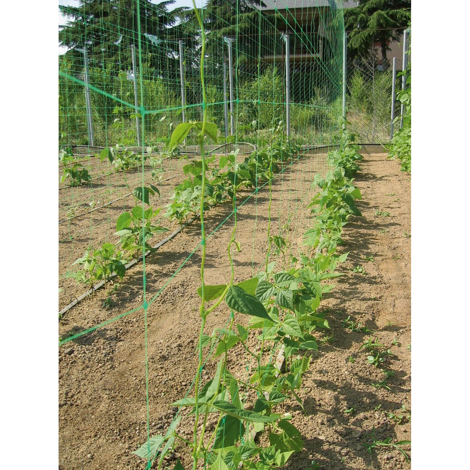 Grünes Ranknetz 10x2m im Einsatz mit wachsenden Pflanzen im Gartenbeet.