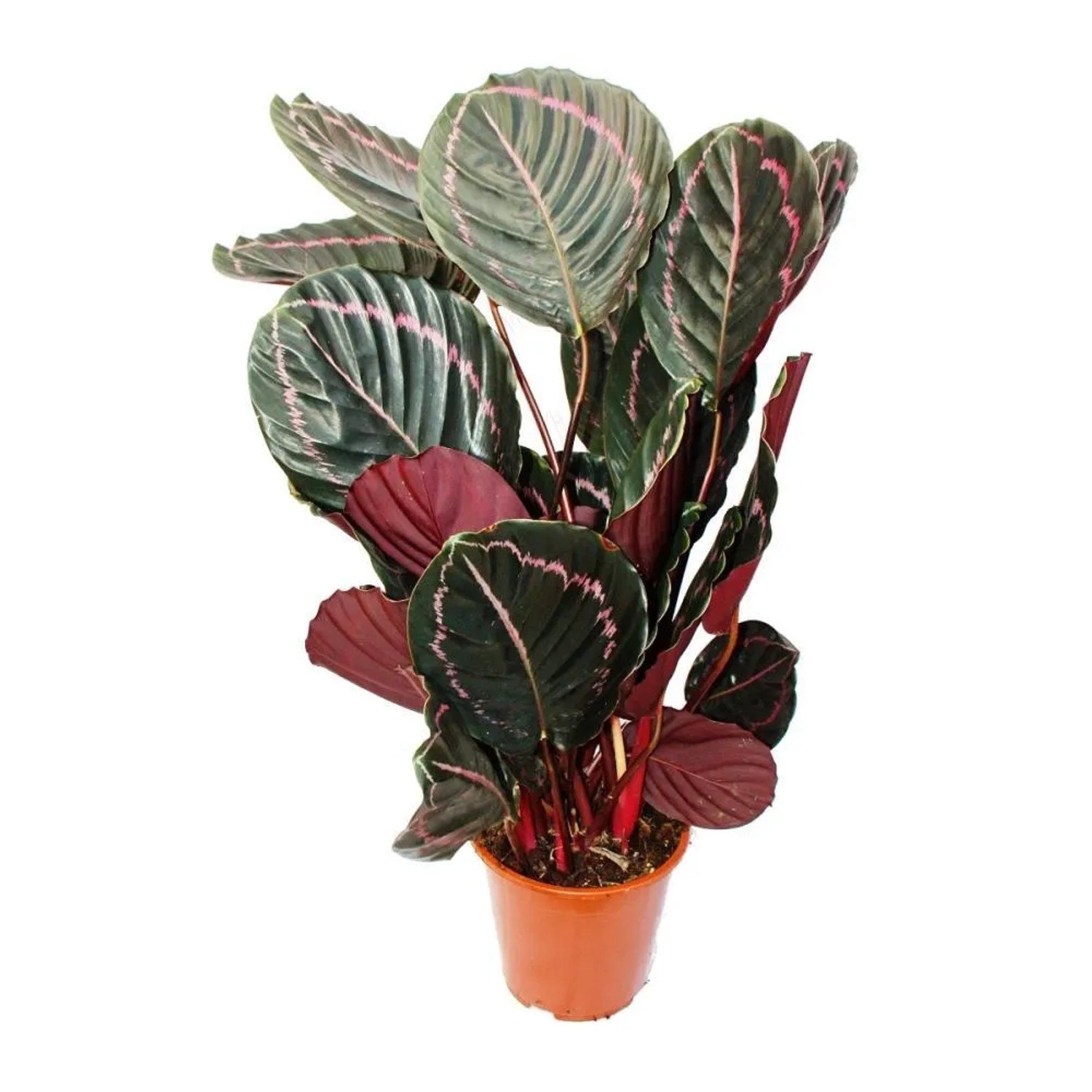 Exotenherz XXL-Schattenpflanze mit Ausgefallenem Blattmuster Calathea Dottie 17cm Topf ca. 60cm Hoch
